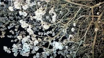 Tenuta I Lecci Di Gurian Roberta Maura Hotel Terranuova Bracciolini