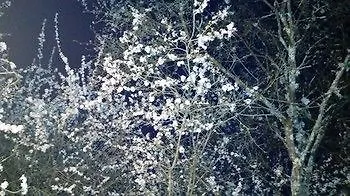 Tenuta I Lecci Di Gurian Roberta Maura Terranuova Bracciolini